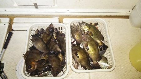 マリンガイド福丸 釣果