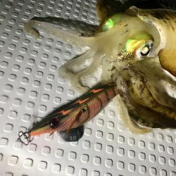 South Current 釣果