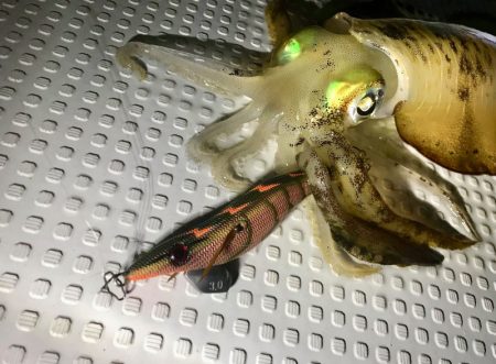 South Current 釣果