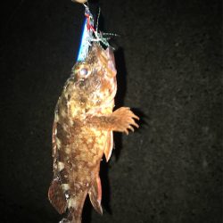 メガバス（Megabass）マキッパモニターレポート　フォール時のブレードフラッシュがリアクションバイトを誘う！