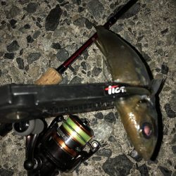 愛媛県・佐田岬半島でのアジング釣行【ピッコロ氏連載 vol.4】