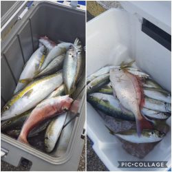 もと明丸 釣果