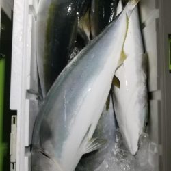 ゆたか丸 釣果