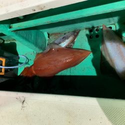 第三むつりょう丸 釣果