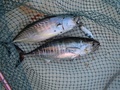 釣船　キティ 釣果