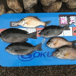 フカセ釣り、ほぼ一投一尾の勢いで釣れまくり♪ in 千葉県富浦港【すな氏連載 vol.6】