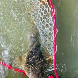 千葉・車中泊をしての長時間釣行でシーバス・マゴチ【たむたむ氏連載 vol.5】