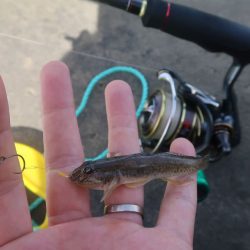 ハゼクラ〜釣って楽しい食べて美味しいハゼをクランクで狙う【tkc_exp氏連載 vol.5】