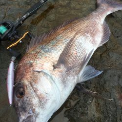 秋本番、長崎北エリアの地磯ベイトタックル+ミノーでマダイ70cm！【ずん氏連載 vol.4】