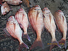 遊漁船 未紗奈 釣果