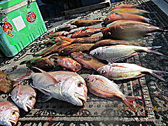 遊漁船 未紗奈 釣果