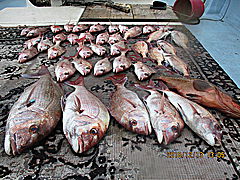 遊漁船 未紗奈 釣果