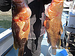 遊漁船 未紗奈 釣果