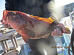 遊漁船 未紗奈 釣果