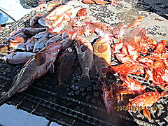 遊漁船 未紗奈 釣果