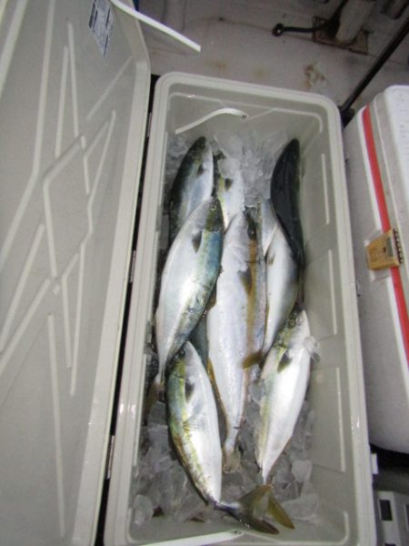 ジギング船 BLUEWATER 釣果