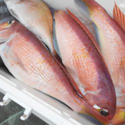 こうゆう丸 釣果