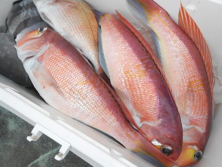 こうゆう丸 釣果