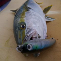松鶴丸 釣果