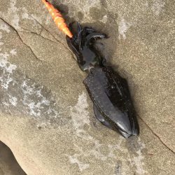 エギングでアオリイカ、冬やのに小さい、、、