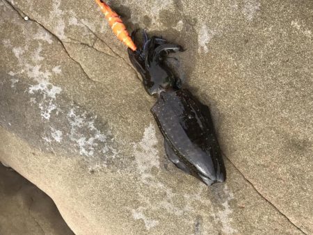 エギングでアオリイカ、冬やのに小さい、、、…