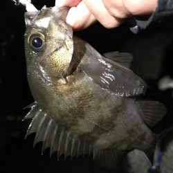 メバリング第2弾