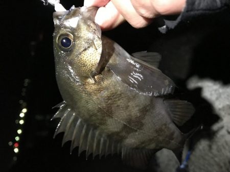 メバリング第2弾