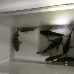 メバリング釣行