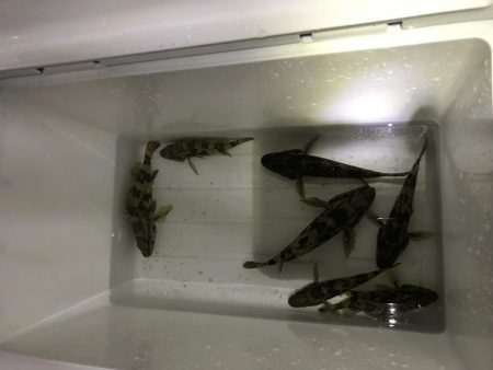 メバリング釣行