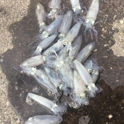 やっぱり楽しいデイヒイカ！