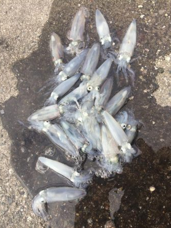 やっぱり楽しいデイヒイカ！