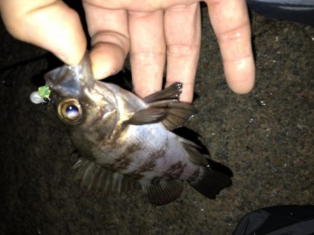 久々メバリング