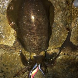 帰省釣行（水俣市）