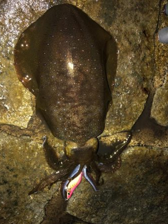 帰省釣行（水俣市）