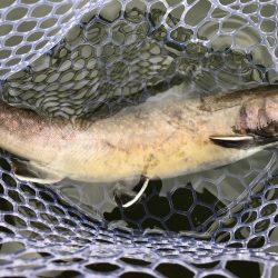 エリアトラウト