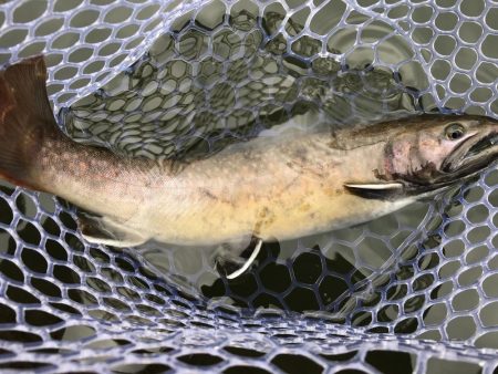 エリアトラウト