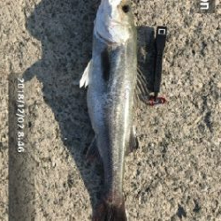 フラットフィッシュ狙いでしたがさっぱり