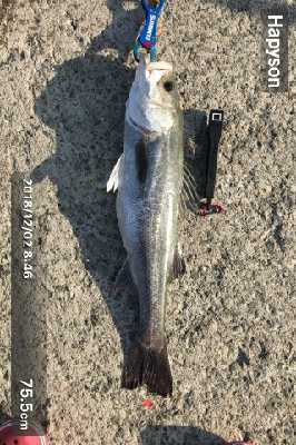 フラットフィッシュ狙いでしたがさっぱり