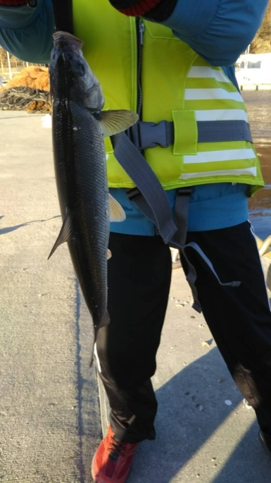 昼から２時間で３匹