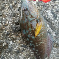 ガシラ釣り ~まだ時期が早いか~