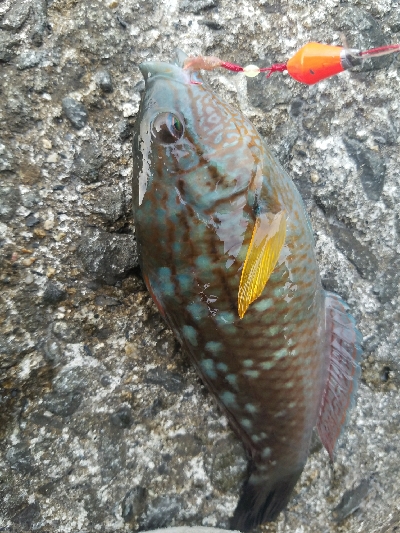 ガシラ釣り ~まだ時期が早いか~