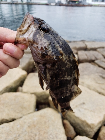 メバル、ハゼ反応良くなく…。