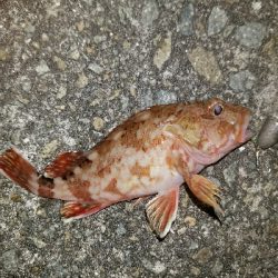 ガシラ釣り　～深夜90分勝負～