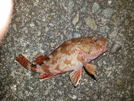 ガシラ釣り　～深夜90分勝負～