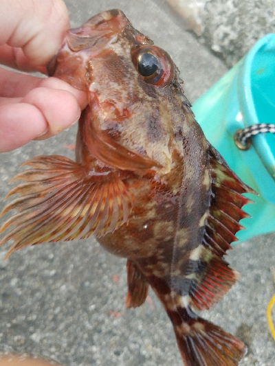 ガシラ釣り　～結構楽しめた～