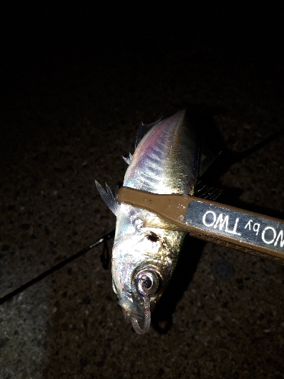 オフになると、釣り