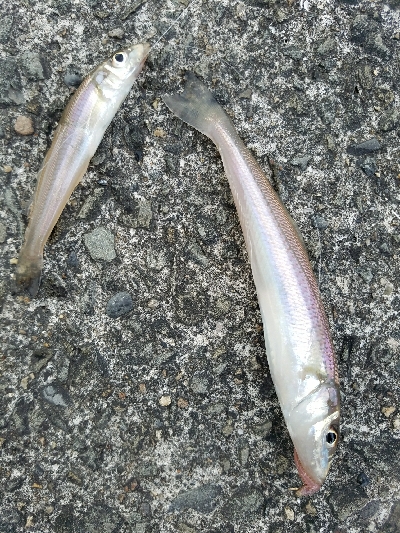 キス釣り　～12月にキス！？～