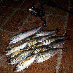 急遽、アジング