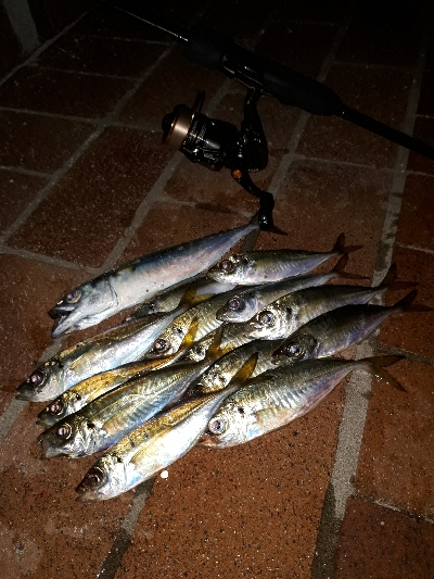 急遽、アジング