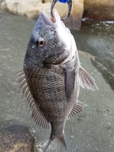 周防大橋下にて。なんとなく寄ってみました。…
